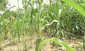 Junge Maedels verstecken sich im hohen Mais um zu spielen